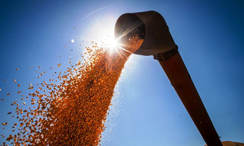 Safra de grãos deve subir 6,4% em 2022