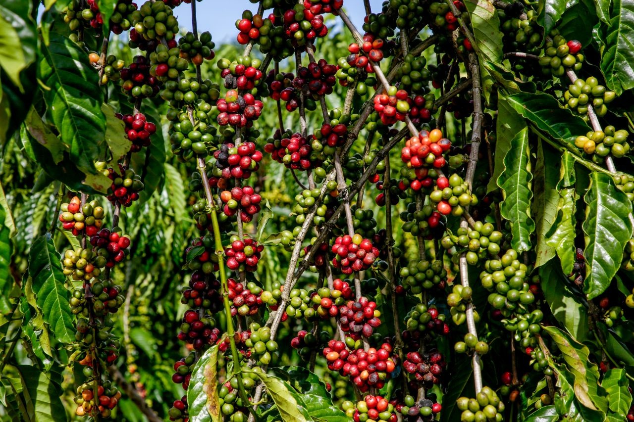 História de Ibaté está ligada ao cultivo do café